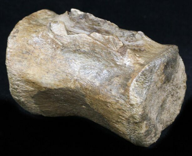 Thescelosaurus Caudal Vertebrae - Montana #34643